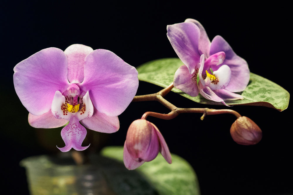 Phalaenopsis schilleriana 'Pink Butterfly'