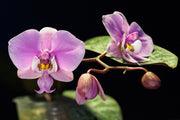 Phalaenopsis schilleriana 'Pink Butterfly'