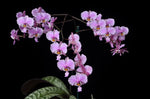 Carica l'immagine nel visualizzatore Galleria, Phalaenopsis schilleriana 'Wilson' silver leaf