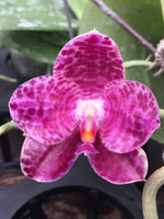 Load image into Gallery viewer, Phalaenopsis Shingher Pure Love x gigantea
