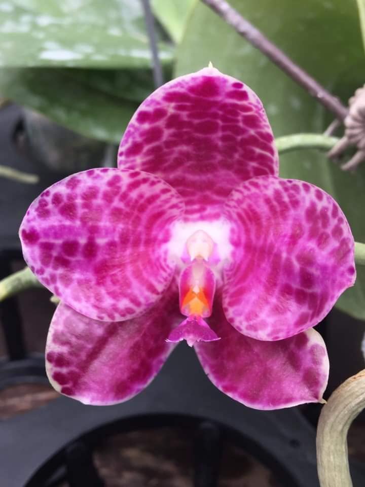 Phalaenopsis Shingher Pure Love x gigantea