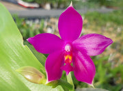 Phalaenopsis Shingher Pure Love
