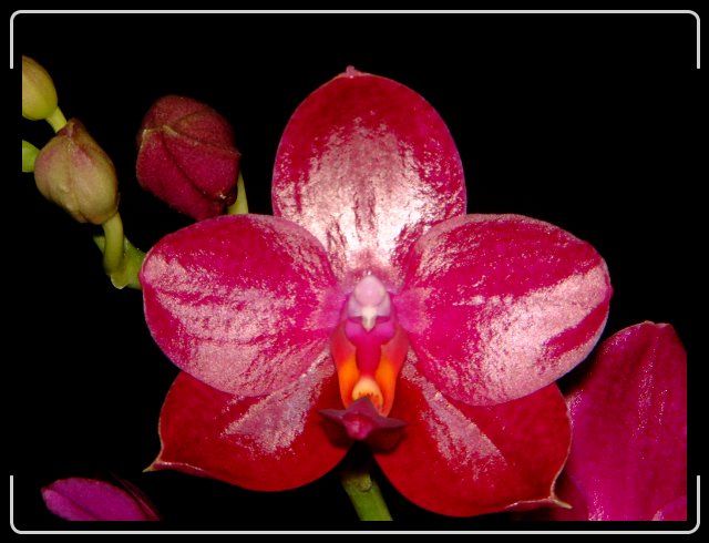 Phalaenopsis Sogo Grape