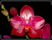 Phalaenopsis Sogo Grape