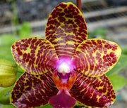 Phalaenopsis Sogo Pony