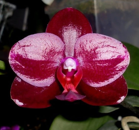 OFFERTA PHALAENOPSIS DI NATALE