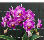 Carica l&#39;immagine nel visualizzatore Galleria, Phalaenopsis Sogo Vivien &#39;SOGO F858&#39; (variegata &amp; peloric)
