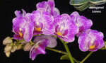 Carica l&#39;immagine nel visualizzatore Galleria, Phalaenopsis Sogo Vivien &#39;SOGO F858&#39; (variegata &amp; peloric)
