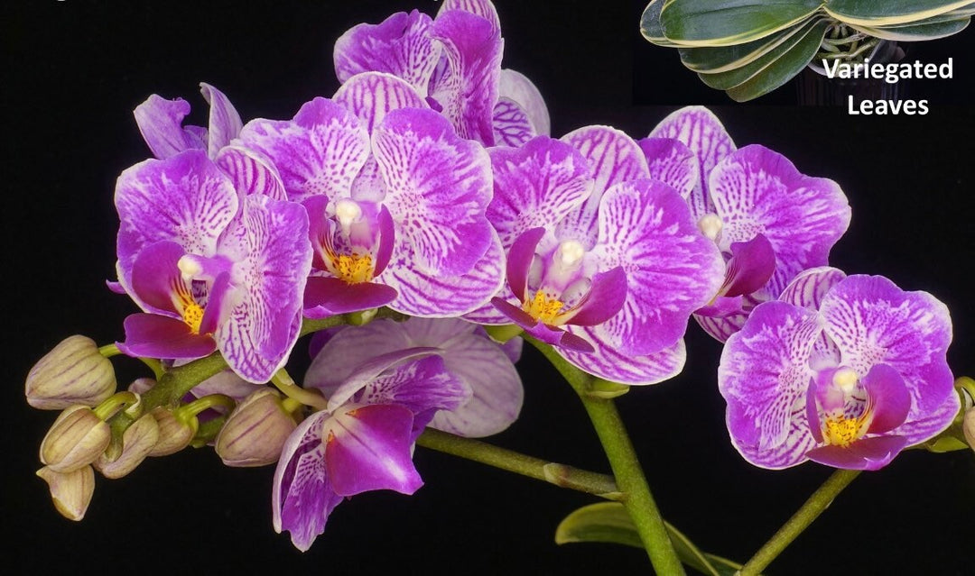 Phalaenopsis Sogo Vivien 'SOGO F858' (variegata & peloric)
