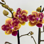 Load image into Gallery viewer, Phalaenopsis Sogo Gotris 'Peloric'