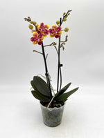 Load image into Gallery viewer, Phalaenopsis Sogo Yellowtris - Peloric