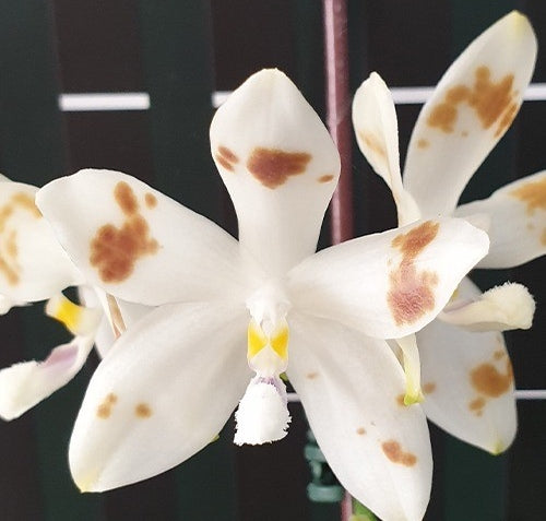 Phalaenopsis speciosa 'Purple Coffee'