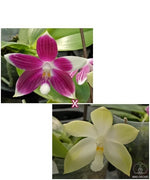 Carica l'immagine nel visualizzatore Galleria, Phalaenopsis speciosa 'Red' × tetraspis 'Green'