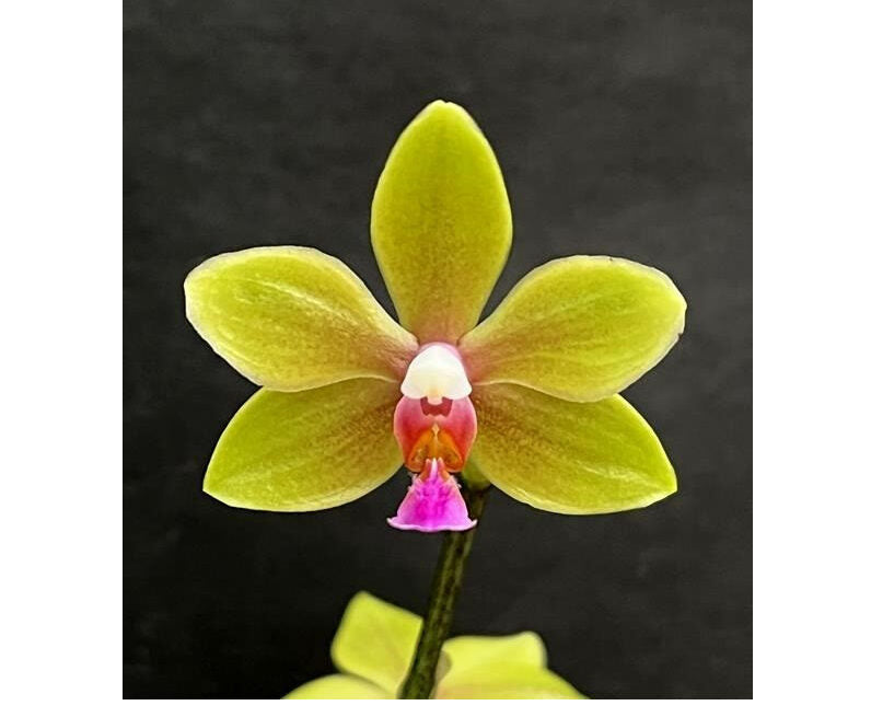 Phalaenopsis stobartiana x floresensis