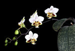 Carica l&#39;immagine nel visualizzatore Galleria, Phalaenopsis stuartiana

