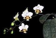Phalaenopsis stuartiana