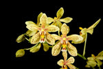 Load image into Gallery viewer, Phalaenopsis stuartiana x mannii