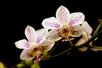 Carica l'immagine nel visualizzatore Galleria, Phalaenopsis stuartiana x Kingidium minus