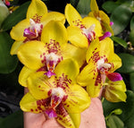 Carica l&#39;immagine nel visualizzatore Galleria, Phalaenopsis Summer Lady
