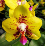 Carica l&#39;immagine nel visualizzatore Galleria, Phalaenopsis Summer Lady
