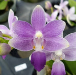 Carica l&#39;immagine nel visualizzatore Galleria, Phalaenopsis Summer Rose &#39;Blue Star&#39; (Kenneth Schubert x equestris)
