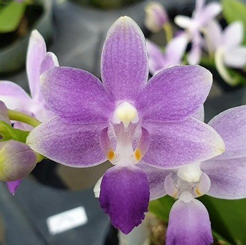 Phalaenopsis Summer Rose 'Blue Star' (Kenneth Schubert x equestris)