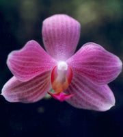 Phalaenopsis Sunday Java (sanderiana x javanica)