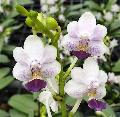 Phalaenopsis Su's Glad Kid 'Blue'