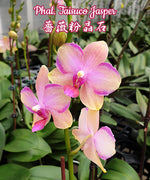 Carica l&#39;immagine nel visualizzatore Galleria, Phalaenopsis Taisuco Jasper (Phal. Sogo Medal x Phal. Pulcherrima)
