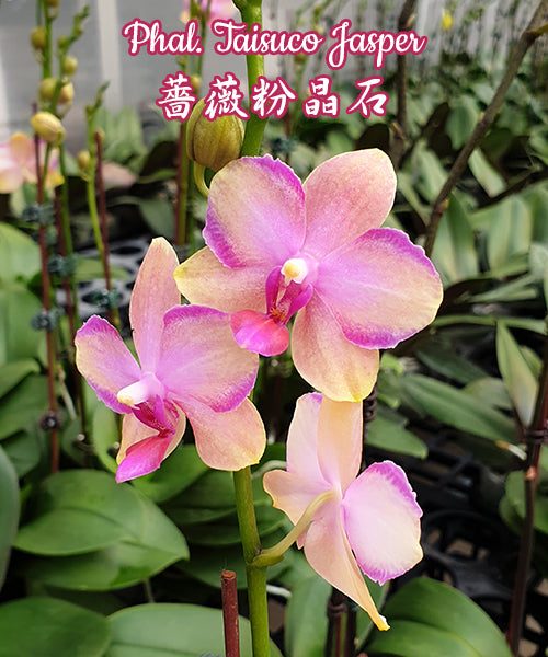 Phalaenopsis Taisuco Jasper (Phal. Sogo Medal x Phal. Pulcherrima)