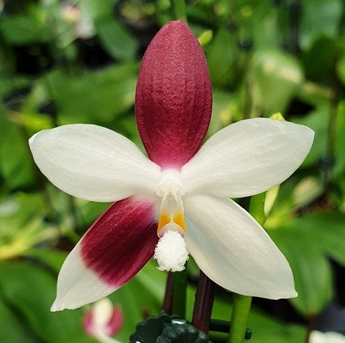 Phalaenopsis tetraspis 'C2'