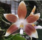 Carica l'immagine nel visualizzatore Galleria, Phalaenopsis tetraspis var. coffee