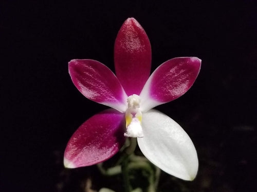 Phalaenopsis tetraspis f. imperatrix purple