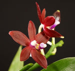 Carica l&#39;immagine nel visualizzatore Galleria, Phalaenopsis tetraspis f. imperatrix red
