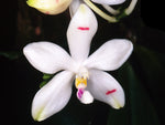 Carica l'immagine nel visualizzatore Galleria, Phalaenopsis tetraspis var. tetraspis