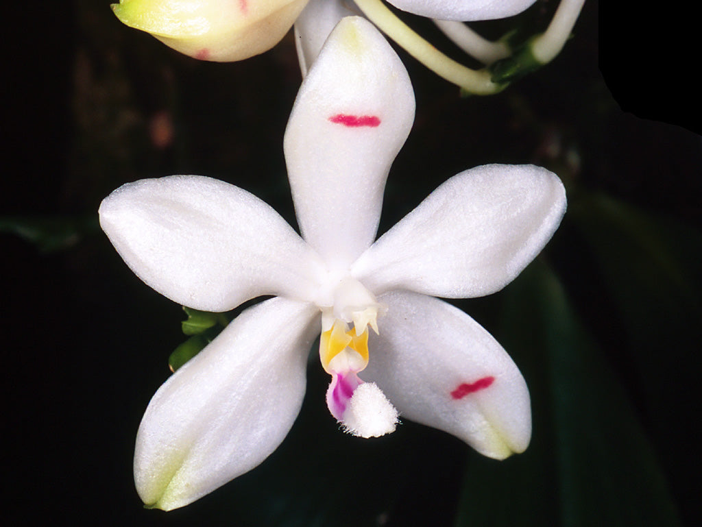 Phalaenopsis tetraspis var. tetraspis