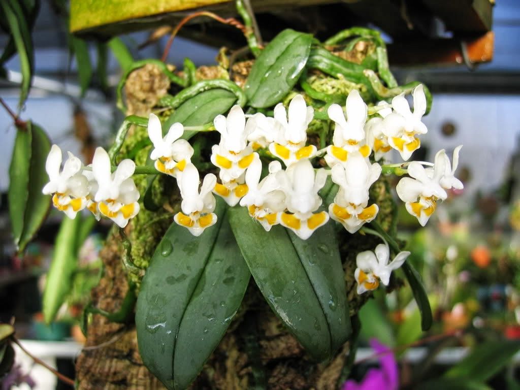 Phalaenopsis thailandica yellow