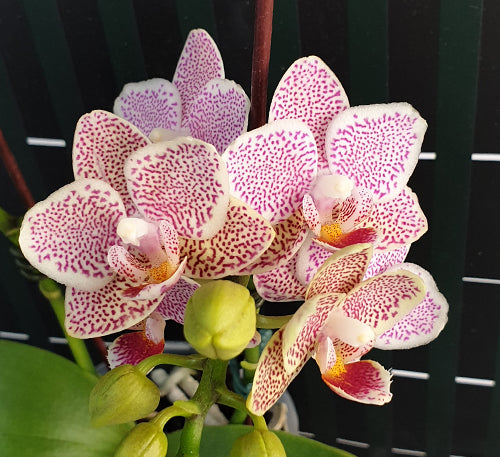 Phalaenopsis Tying Shin Jaguar