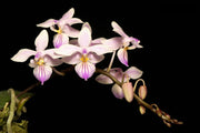 Phalaenopsis Venus x Phalaenopsis lindenii