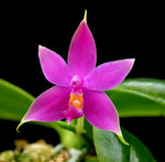 Load image into Gallery viewer, Phalaenopsis violacea 'Sumatra Select Dark'