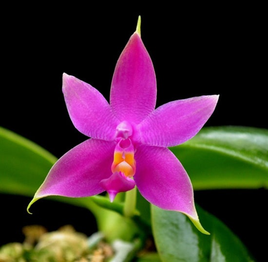 Phalaenopsis violacea 'Sumatra Select Dark'