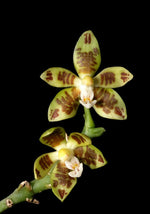 Carica l'immagine nel visualizzatore Galleria, Phalaenopsis viridis