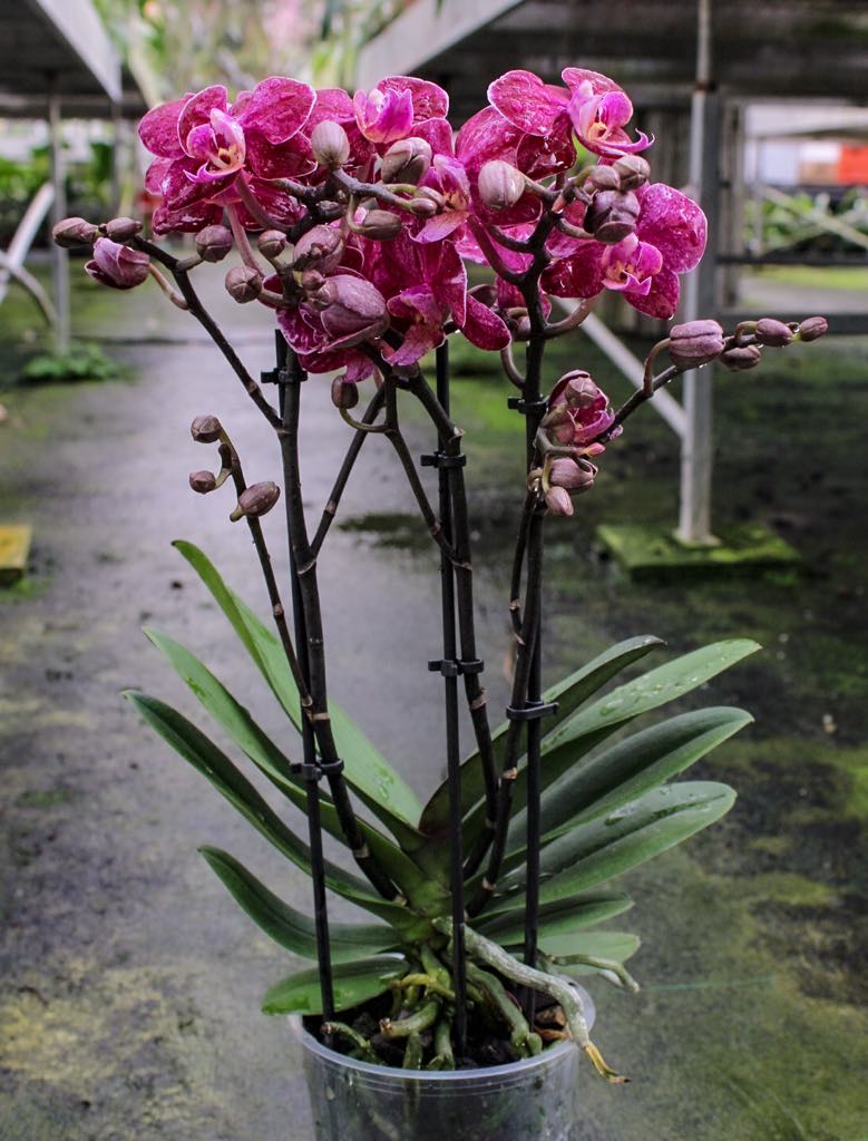 Phalaenopsis Willow