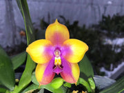 Phalaenopsis Yin's Black Eagle