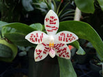 Load image into Gallery viewer, Phalaenopsis zebrina
