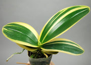 Phalaenopsis amabilis subsp. formosana variegata