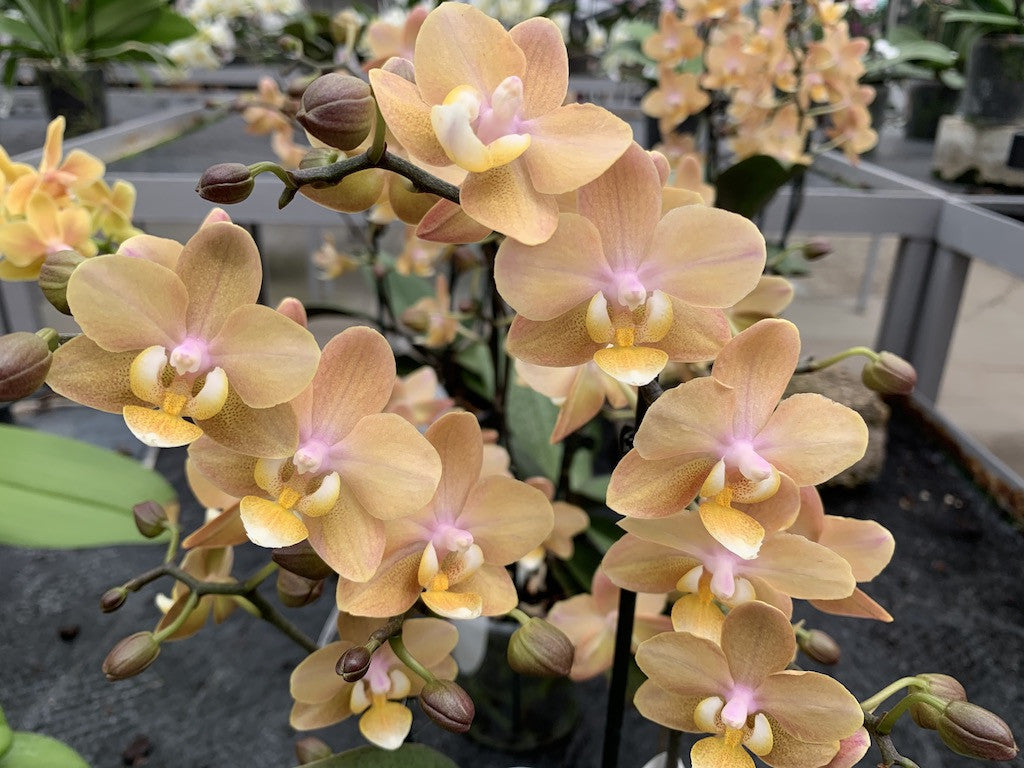 Phalaenopsis Scentsation