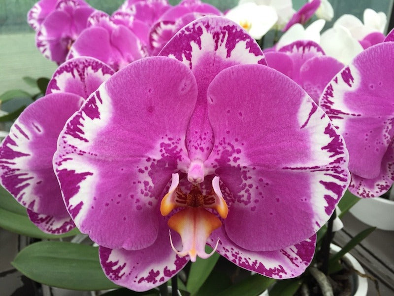 Phalaenopsis Victorio