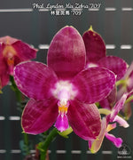Carica l&#39;immagine nel visualizzatore Galleria, Phalaenopsis Lyndon Mix Zebra &#39;709&#39;
