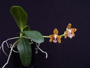 Sedirea japonica x Vandopsis parishii